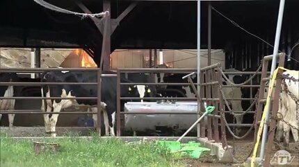 【青森】牛舎が全焼　子ウシ８頭焼け死ぬ